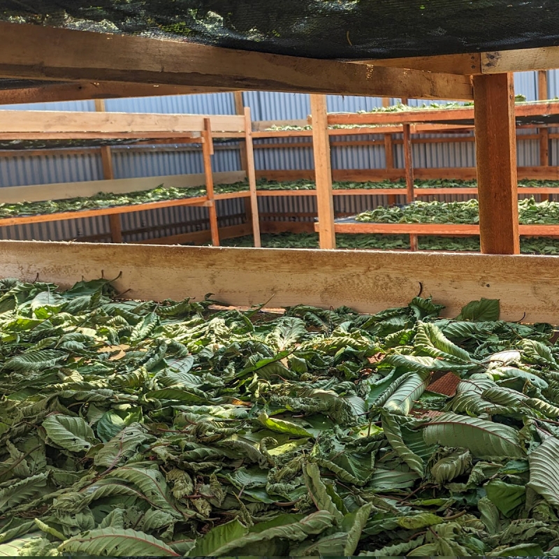 Kratom - Maeng Da Red Bladeren - onverwerkte Mitragyna Speciosa bladeren - verpakking