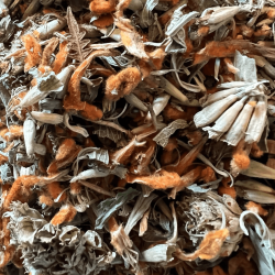 Wild Dagga Bloemen (Leonotis leonurus) - 50 gram - Gedroogde Kruidenbloemen