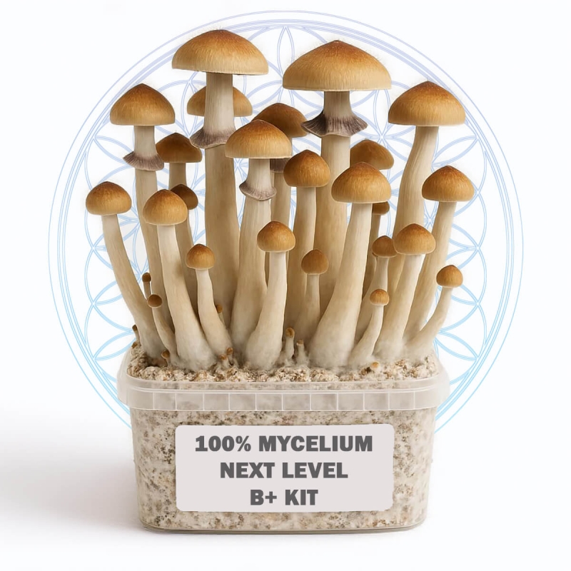 100% Mycelium B+ Magic Mushroom Grow Kit - complete mushroom cultivation kit