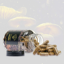 Chaga Mushroom Extract (120 caps) - medicinal mushroom extract capsules - product overview