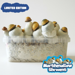 Marshmallow Shrooms &bull; Premium Magic Mushroom Grow Kit - 1200 cc - complete mushroom cultivation kit