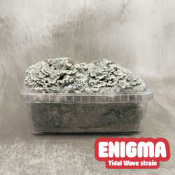 Enigma &bull; Premium Paddo Growkit - compleet paddo kweekpakket - kweekset inhoud