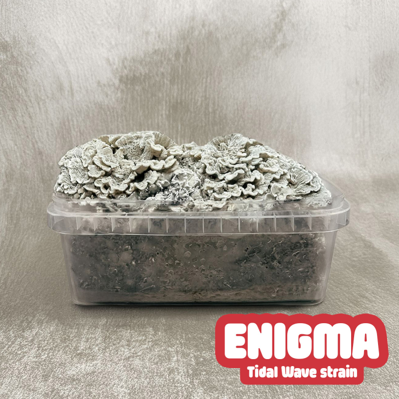 Enigma &bull; Premium Paddo Growkit - compleet paddo kweekpakket - kweekset inhoud