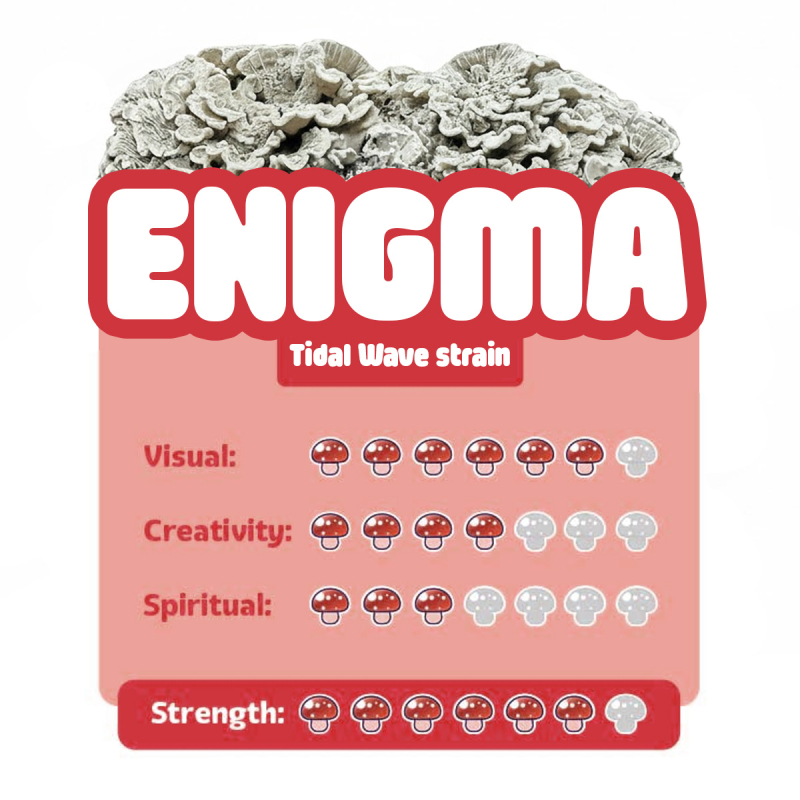 Enigma &bull; Premium Paddo Growkit - compleet paddo kweekpakket - groeiresultaat voorbeeld
