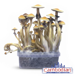 Cambodian Magic Mushroom Grow Kit - complete mushroom cultivation kit - growth result example