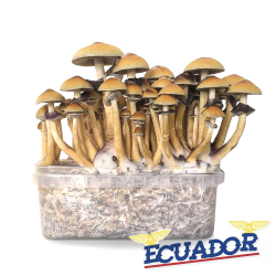 Ecuador Paddo Grow Kit - compleet paddo kweekpakket - groeiresultaat voorbeeld