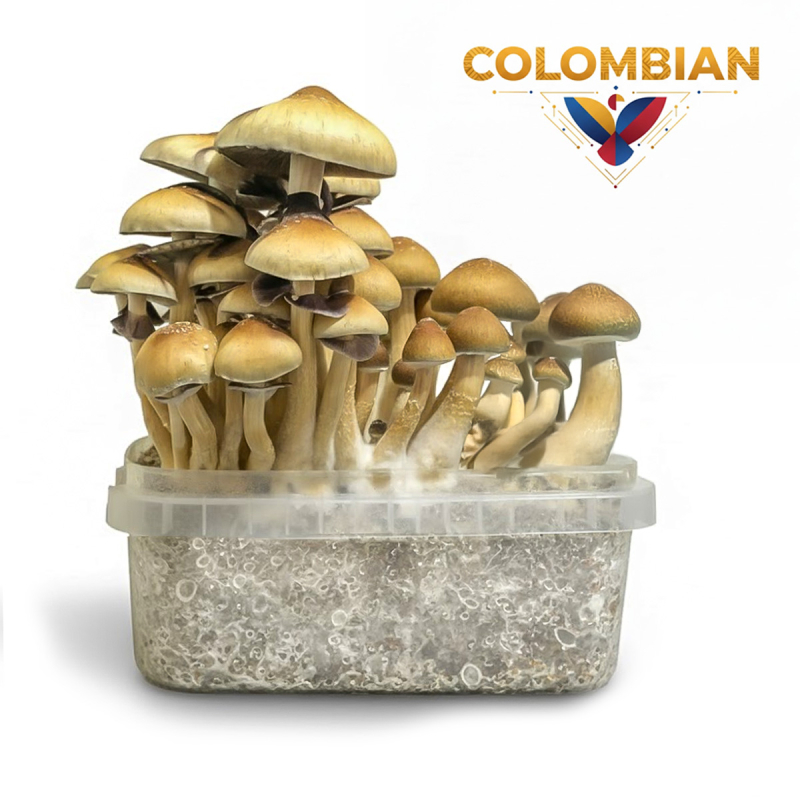 Order Psilocybe Cubensis Colombian - Magic Mushroom Growkit online | Next Level Smartshop Webshop
