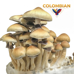 Colombian Magic Mushroom Grow Kit - complete mushroom cultivation kit - kit contents overview Colombian Magic Mushroom Grow Kit - complete mushroom cultivation kit - kit contents overview