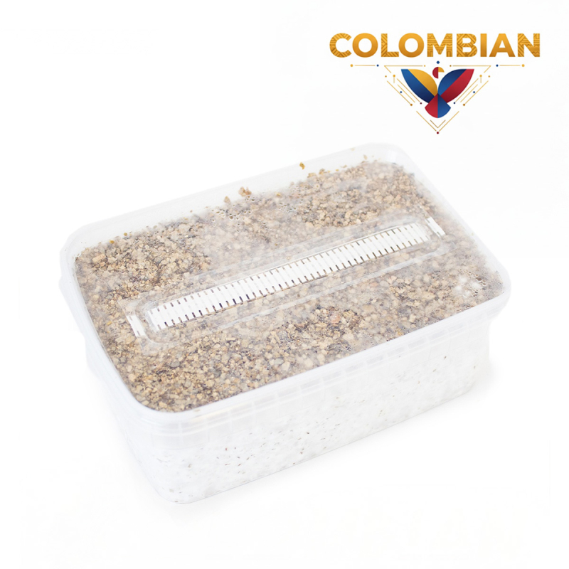 Colombian Magic Mushroom Grow Kit - complete mushroom cultivation kit - growth result example Colombian Magic Mushroom Grow Kit - complete mushroom cultivation kit - growth result example