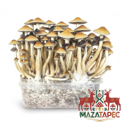 Cubensis Mazatapec - Magic Mushroom Cubensis Grow Kit | Next Level