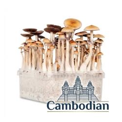 Cambodian Grow Kit Kopen | Snelle Psilocybe Cubensis