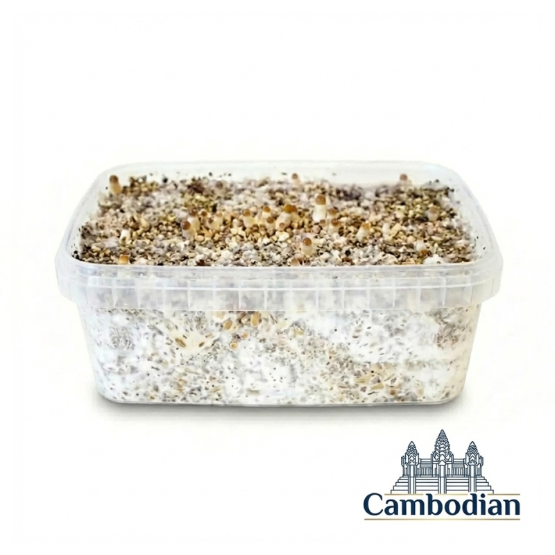 Cambodian - Magic Mushroom Grow Kit Psilocybe Cubensis | Next Level Cambodian - Magic Mushroom Grow Kit Psilocybe Cubensis | Next Level