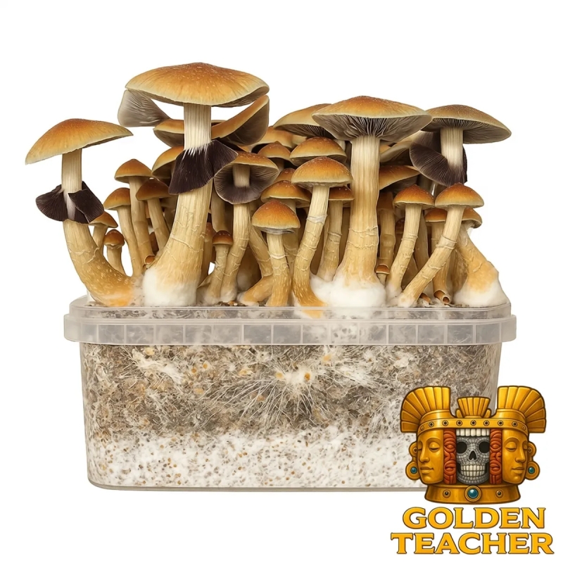 Order Cubensis Golden Teacher - Mushroom Grow Kit online | Next Level Order Cubensis Golden Teacher - Mushroom Grow Kit online | Next Level