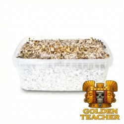 Order Cubensis Golden Teacher - Mushroom Grow Kit online | Next Level Order Cubensis Golden Teacher - Mushroom Grow Kit online | Next Level