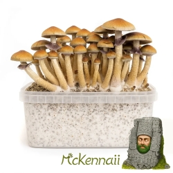 McKennaii Magic Mushroom Grow Kit - complete mushroom cultivation kit - kit contents overview