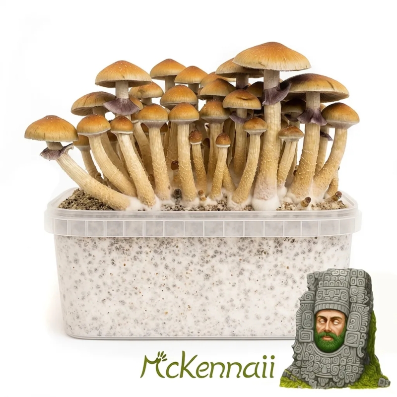 Buy Cubensis Mckennaii Magic Mushroom Grow Kit online | Next Level