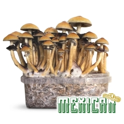 Mexican Magic Mushroom Grow Kit - complete mushroom cultivation kit - growth result example
