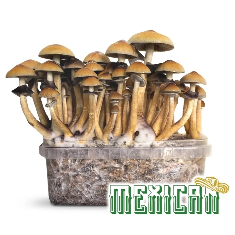 Mexican Magic Mushroom Grow Kit - complete mushroom cultivation kit - growth result example