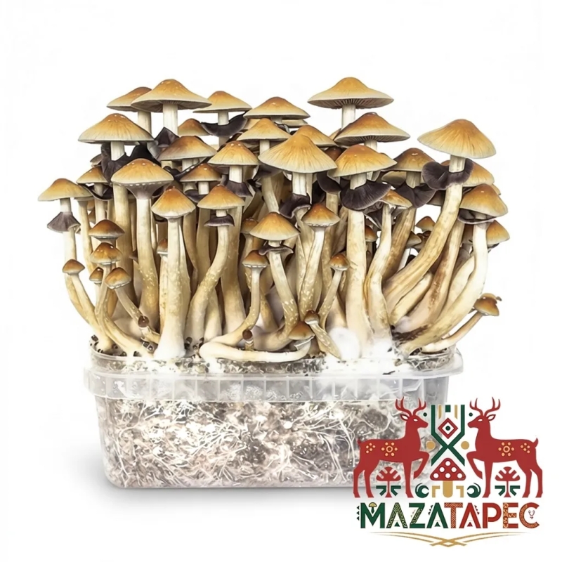 Buy Mazatapec Grow Kit | Ceremonial Cubensis from Oaxaca