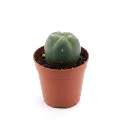 Lophophora Williamsii Kopen | Peyote Cactus