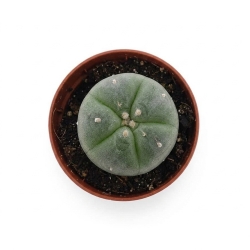 Buy Lophophora Williamsii | Peyote Cactus