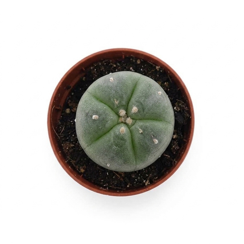Buy Lophophora Williamsii | Peyote Cactus