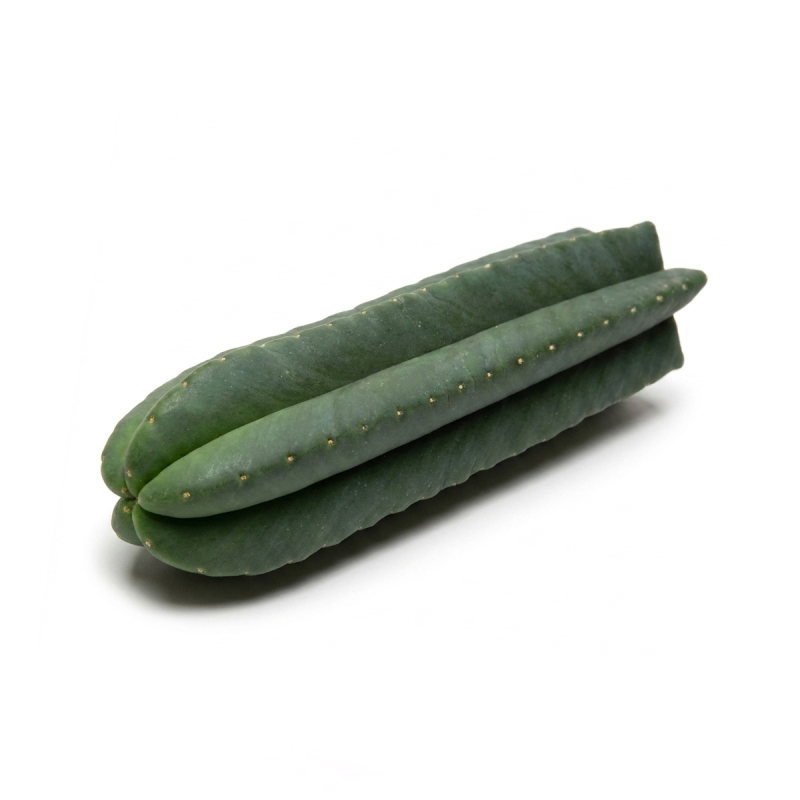 Buy San Pedro Scopulicola Cutting 25-29 cm | Spineless Mescaline Cactus Buy San Pedro Scopulicola Cutting 25-29 cm | Spineless Mescaline Cactus