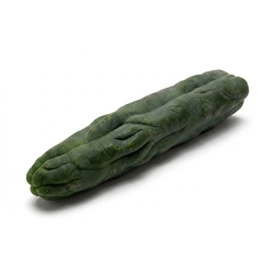Order San Pedro (Echinopsis Pachanoi) - from 25 cm today from Smart...