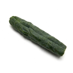 Order San Pedro (Echinopsis Pachanoi) - from 25 cm today from Smart...