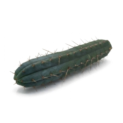 Order San Pedro (Echinopsis Pachanoi) - from 25 cm today from Smart...