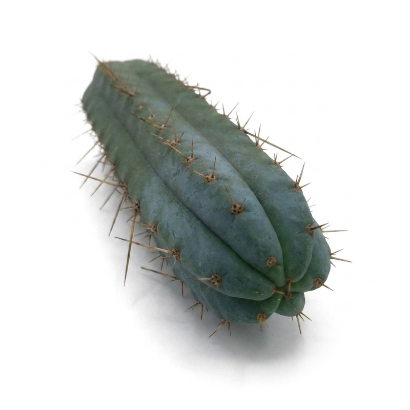 Order San Pedro (Echinopsis Pachanoi) - from 25 cm today from Smart... Order San Pedro (Echinopsis Pachanoi) - from 25 cm today from Smart...