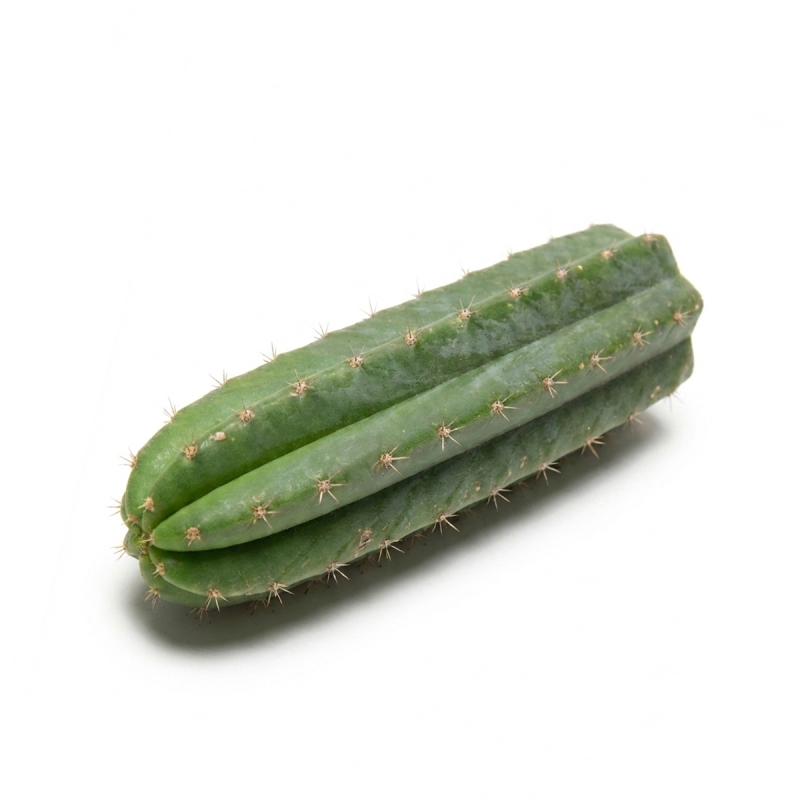 San Pedro Pachanoi Cactus 25-29cm Kopen | Mescaline Cactus
