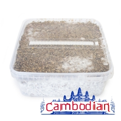 Cambodian Magic Mushroom Grow Kit - complete mushroom cultivation kit Cambodian Magic Mushroom Grow Kit - complete mushroom cultivation kit