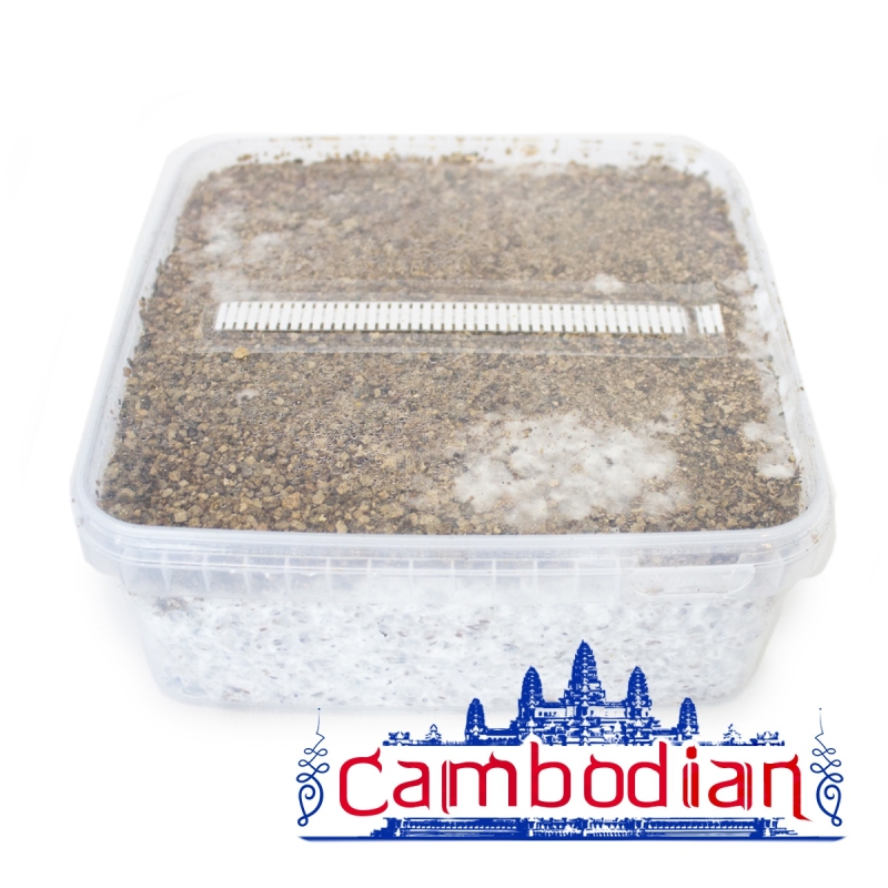 Cambodian Paddo Grow Kit - compleet paddo kweekpakket