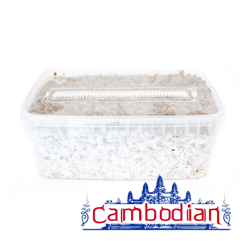 Cambodian Paddo Grow Kit - compleet paddo kweekpakket - kweekset inhoud