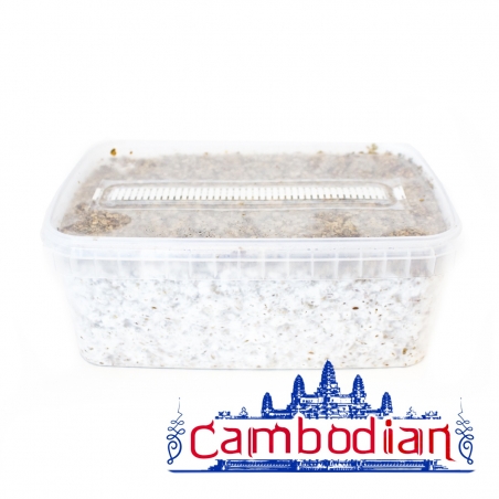 Cubensis Cambodian · Magic Mushroom Grow kit - Magic Mushroom Grow Kits - Next Level