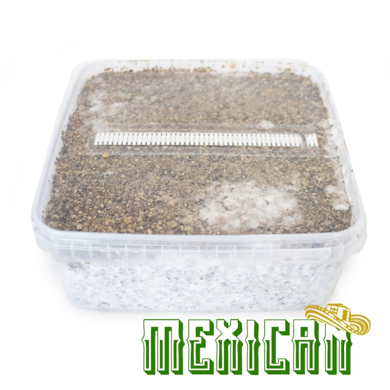 Mexican Paddo Grow Kit - compleet paddo kweekpakket