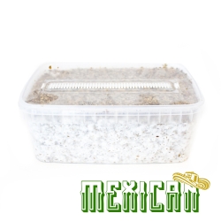 Mexican Magic Mushroom Grow Kit - complete mushroom cultivation kit - kit contents overview Mexican Magic Mushroom Grow Kit - complete mushroom cultivation kit - kit contents overview