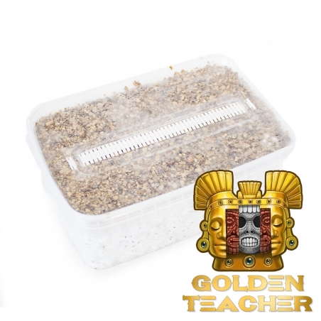Cubensis Golden Teacher · Magic Mushroom Grow kit - Magic Mushroom Grow Kits - Next Level