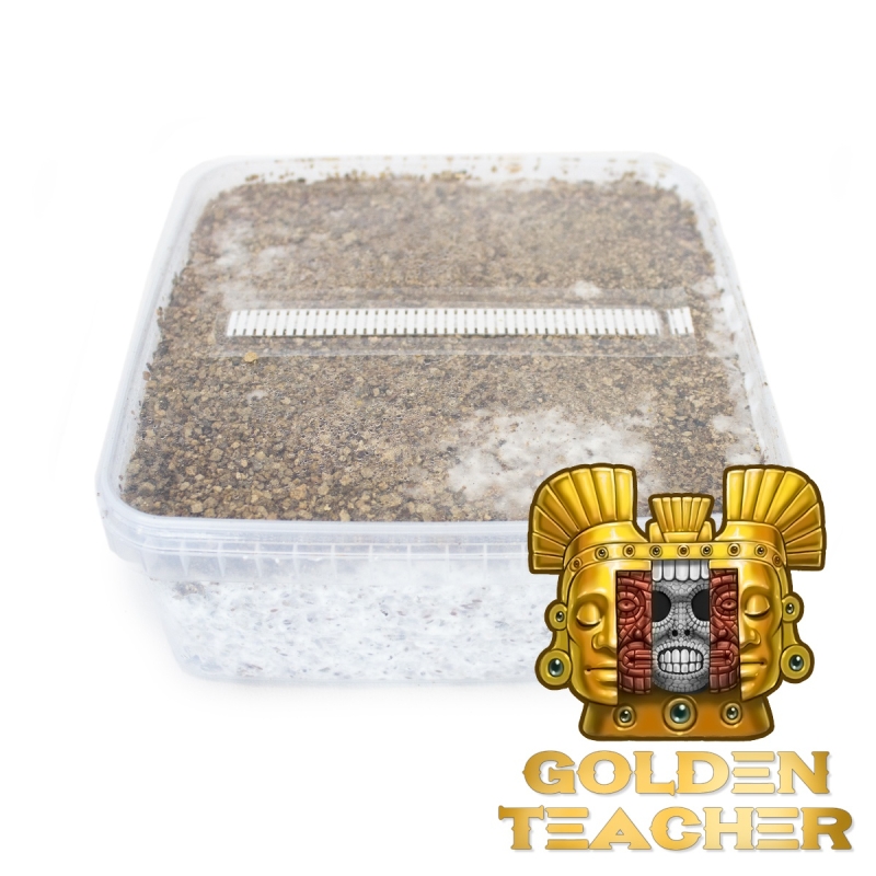 Golden Teacher Paddo Grow Kit - compleet paddo kweekpakket