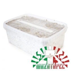 Paddo Growkits Psilocybe Cubensis Mazatapec - Grow kit   27,95 Next Level Smartshop Webshop