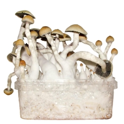 Blue Oyster - Mushroom Grow Kit
