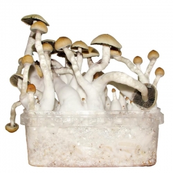 Cubensis Thai · Magic Mushroom Grow kit