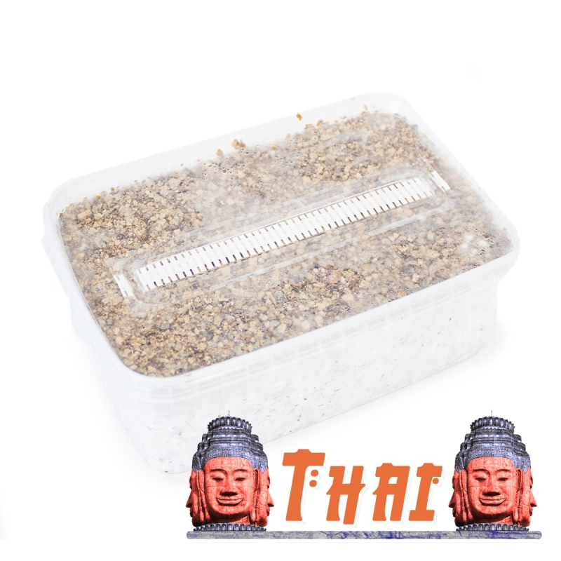 Thai Paddo Grow Kit - compleet paddo kweekpakket - kweekset inhoud Thai Paddo Grow Kit - compleet paddo kweekpakket - kweekset inhoud