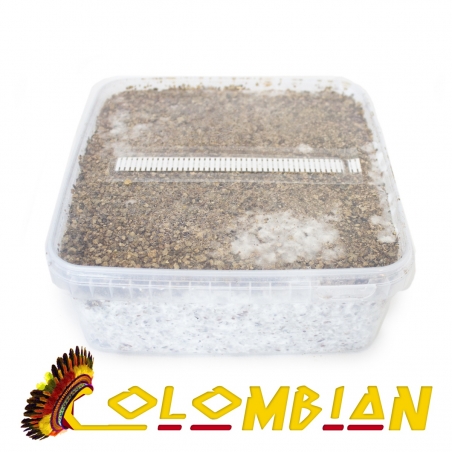 Cubensis Colombian · Easy Paddo Grow kit - Paddo Grow Kits - Next Level