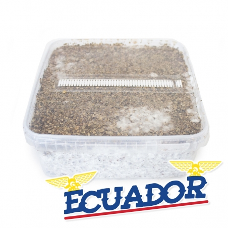 Paddo Growkit Cubensis Ecuador · Easy Paddo Grow kit   27,95 | Next Level Smartshop Webshop