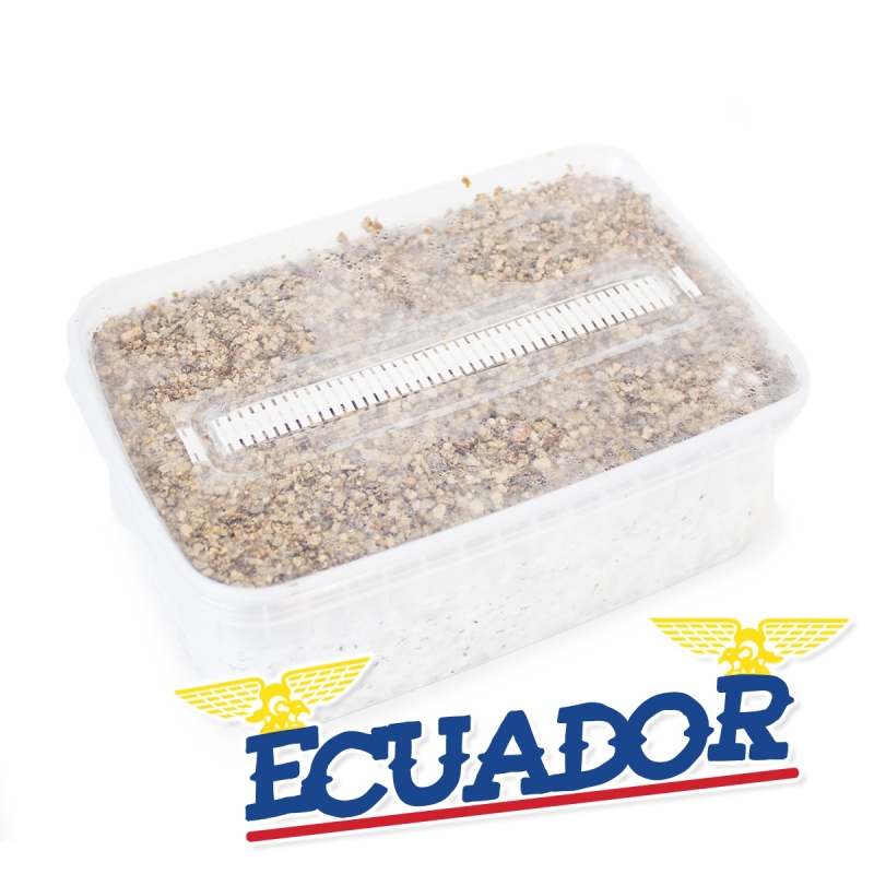 Ecuador Paddo Grow Kit - compleet paddo kweekpakket
