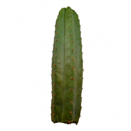 San Pedro (Echinopsis Pachanoi) - from 25 cm - Mescaline Cacti - Next Level