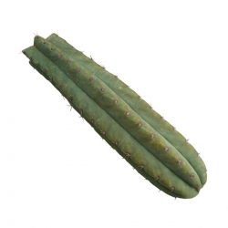 Mescaline Cactussen San Pedro (Echinopsis Pachanoi) - vanaf 25 cm   23,50 | Next Level Smartshop Webshop