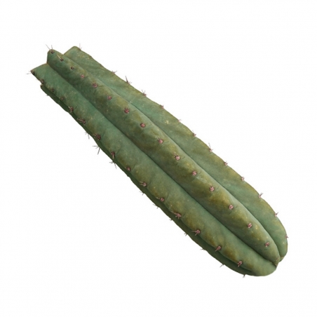 San Pedro (Echinopsis Pachanoi) - vanaf 25 cm - Mescaline Cactussen - Next Level